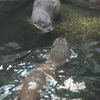 コツメカワウソ Aonyx cinerea