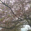  「桜餅の木」さん