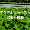 【農薬不使用の野菜】アクアポニックスと害虫と農薬