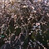 新町の梅は満開、南町の桜も満開、春爛漫はもうすぐ！