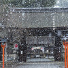 平野神社・寒桜に雪