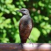 神戸）奥須磨公園。イソヒヨドリ、ヒヨドリ（幼鳥）、コゲラ、シジュウカラ、ヤマガラ、エナガ、メジロ、ハクセキレイ（幼鳥）、ムクドリ。