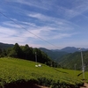 2025年の二番茶は明日終了へ