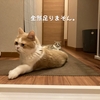 雨田甘夏、少食です。【猫と取り合いと小分け事情】