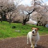 狩野川さくら公園