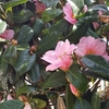 3月8日はなんの日でしょうか？🌹💐