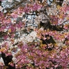 泉野菅原神社「早咲き桜とソメイヨシノ」