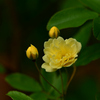 モッコウバラ：木香薔薇