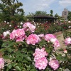 王子バラ園 色とりどりの薔薇