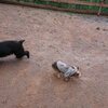 お願い。