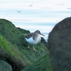 2022.1.8　河口の野鳥を....16選