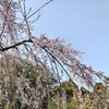 今年も春のパン祭り、年金生活になったら皿は買わない
