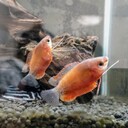 熱帯魚混泳ダイアリー🤩🤣
