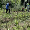 地際で刈らない「風の草刈り」で、もう雑草と戦うのはやめよう【大地の再生】