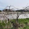 桜もそろそろ見納め