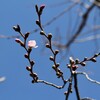 「佐久の季節便り」、「十月桜」の蕾が膨らみ、本格的に庭いじり…。
