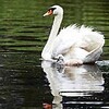 松江・ハクチョウにひな誕生（島根県）