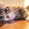 ネコになってみたい、と思ってはみたものの、、、。