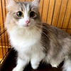 子猫速報。ヒカリの出産。