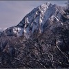 伯耆大山のブナ林を歩く