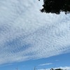 鎌倉光則寺の秋の花，そして空には秋の雲．　他のお寺では出会えないものも含め，沢山のかわいらしい花たちに出会うことができました．空には秋らしい雲：いわし雲？さば雲？うろこ雲？　　出会った花々：萩，彼岸花，ヒダカミセバヤ，ヤブミョウガ，キツリフネ，ルエリア，キンミズヒキ，ワスレグサ，秋海棠，コヨメナ（インドヨメナ），ゲンノショウコ，ホトトギス　　目瞑ればまなうら寒くこがしつつ鯖雲ながるるふるさとなりき　河野裕子