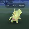 隠れている？カクレオンを初ゲット！