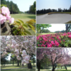 日最高気温が 25℃ 以上の夏日　『桜』花見と家族ＧＯＬＦ　⛳＆🌸