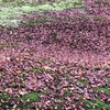 東福寺の散り紅葉