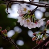 桜♫～桜♫～咲き始めました！(*^-^*)のお写ん歩！