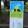 ラッコポーズのキンクロハジロ