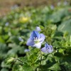 あいかわ公園　山野草図鑑　春　その他色の花