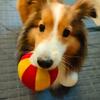 犬がボールを持って来ない…犬と楽しく遊ぶ方法