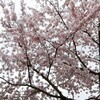 4月の雪と桜