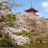 京都の桜、2014年のおススメ10選！迷った時は、ここで鑑賞！