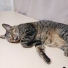 全中大会で競技削除