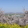 愛媛県伊予市　金松山の桜