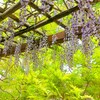 松見公園の藤～つくば市とその周辺の風景写真案内（３９５）