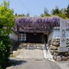 藤の花 ・ 大熊寺 