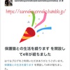 猫たちの日常と私のブログ開設4周年