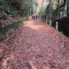 京都の愛宕山はスニーカーで紅葉の絨毯を楽しみながら登頂できました。