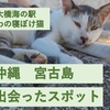 沖縄、宮古島の猫スポット。伊良部大橋を見渡せるいらぶ大橋海の駅でふわふわ猫に出会えるかも