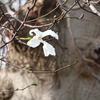 19/3/20　気になる木　三保杉山神社のこぶし　新宿御苑のシデコブシ