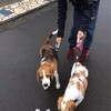  ビーグル犬のアポロンとシトロン