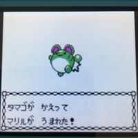 色違いポケモン紹介 Vc産ププリン 自由に生きてあそblog