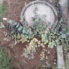 芝生の中からミセバヤ発掘？