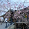 春の花とお抹茶で静かな時間。