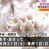 熊本県内各地で桜見ごろ　土日はお花見日和