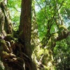 2019年5月30日(木)　[丹波]長老ヶ岳へ、初夏の植物に癒され、絶景を楽しむ！