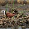 アフリカレンカク(African Jacana)