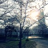桜の時。